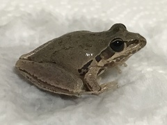 Ranoidea lesueuri