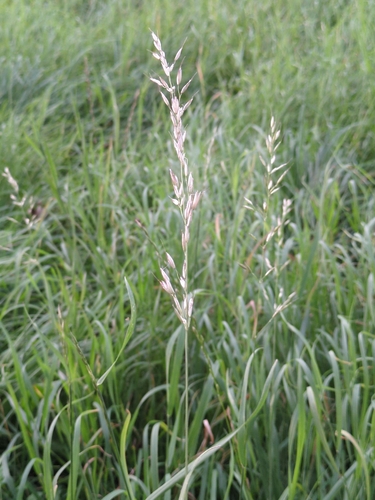 tall oat grass