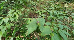 Callicarpa pedunculata