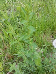 Hypericum perforatum