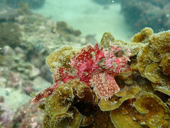 Weedy Stingfish photo 5