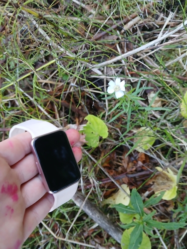 Sneezewort