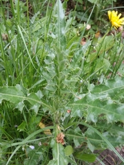 Cirsium arvense