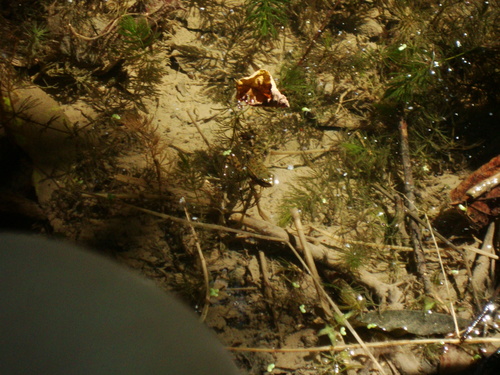 Marsh Frog