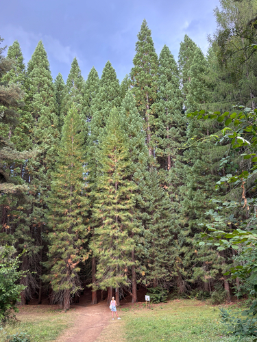 giant sequoia