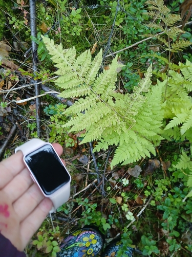 spinulose wood fern