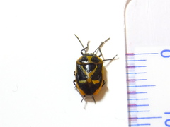 Eurydema gebleri rugosa