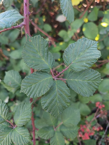Rubus praecox