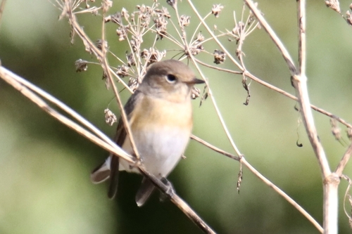 Red-breasted Flycatcher