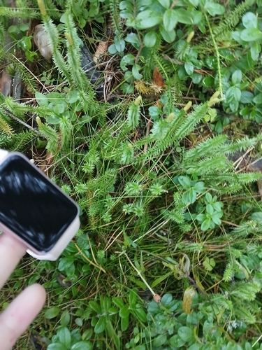 interrupted clubmoss