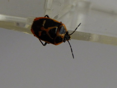 Eurydema gebleri rugosa