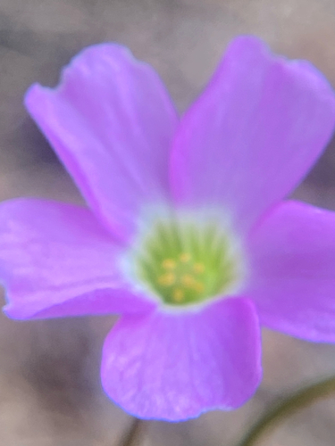 Oxalis violacea, photograph 3