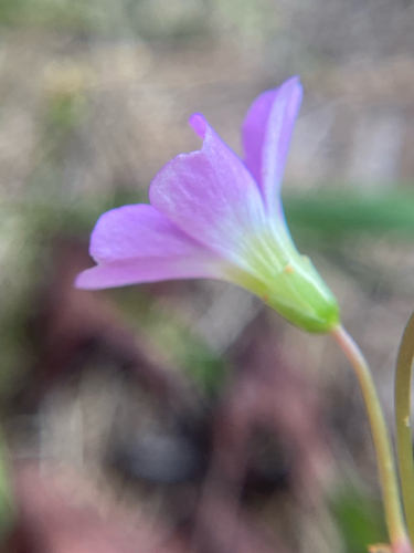 Oxalis violacea, photograph 4