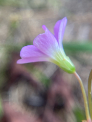 Oxalis violacea, photograph author not stated, no rights reserved