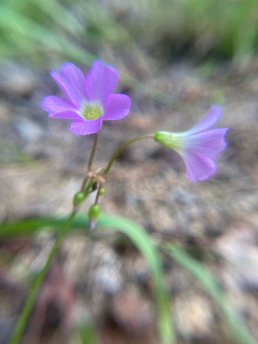 Oxalis violacea, photograph 2