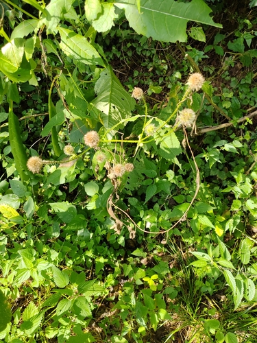 Dipsacus pilosus, photograph 1