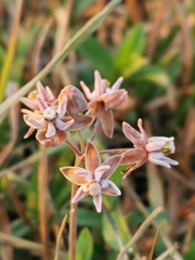 Asclepias fournieri