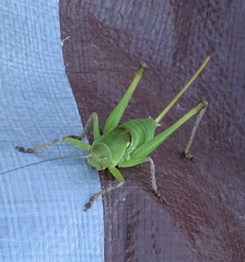 Pediodectes haldemanii