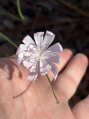 Lygodesmia aphylla, photograph 3