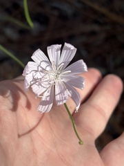 Lygodesmia aphylla, photograph (c) Kristály Cravens-Liszak, some rights reserved (CC BY)