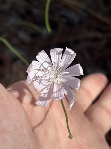 Lygodesmia aphylla, photograph 4
