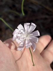 Lygodesmia aphylla, photograph (c) Kristály Cravens-Liszak, some rights reserved (CC BY)
