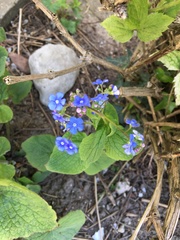 Brunnera