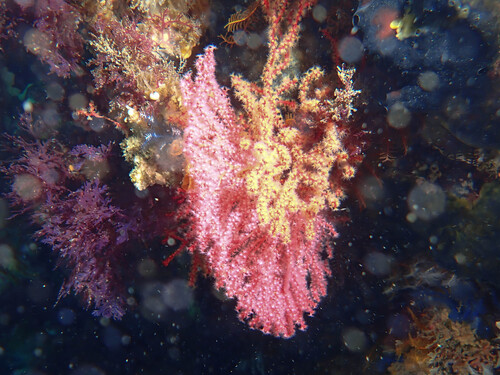 Acabaria observed 2026-08-29