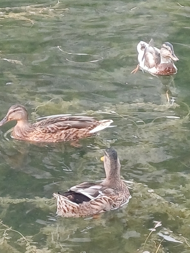 Mallard
