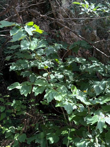 Lindera obtusiloba observed 2026-08-25