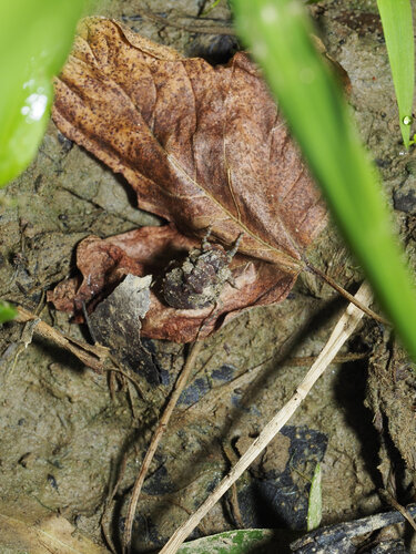 Big-eyed Toad Bug