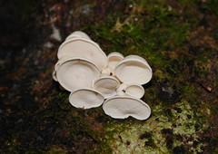 Gloeoporus phlebophorus