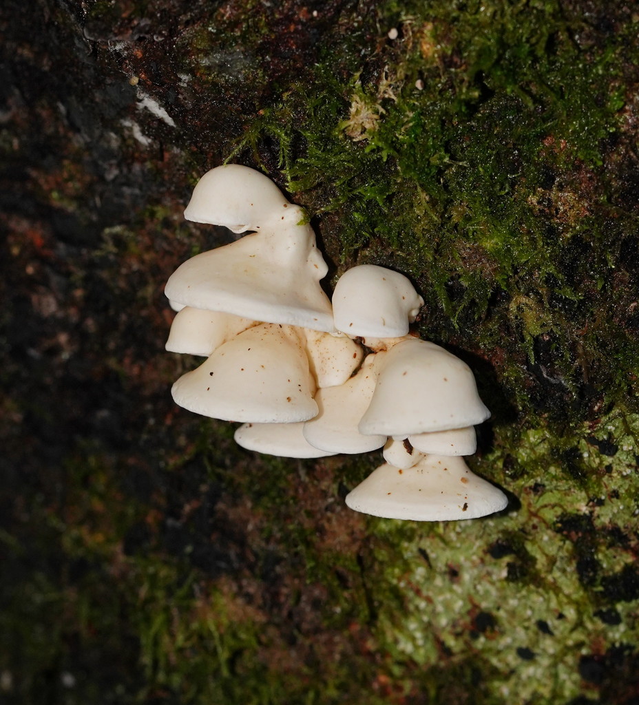 Gloeoporus phlebophorus