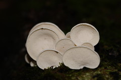 Gloeoporus phlebophorus