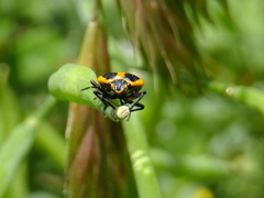 Eurydema gebleri rugosa