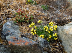 Draba alpina