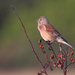 Eurasian Linnet - Photo (c) Mark Kilner, some rights reserved (CC BY-NC-SA)