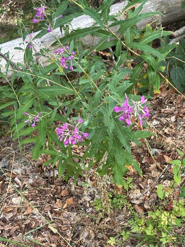 fireweed