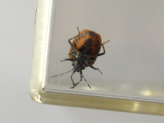 Eurydema gebleri rugosa