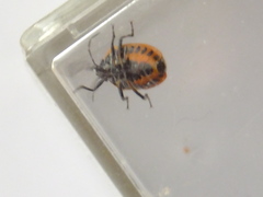 Eurydema gebleri rugosa