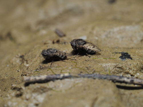 Paralimna punctipennis
