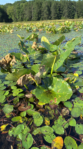 Nuphar advena, photograph 6