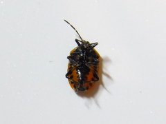 Eurydema gebleri rugosa
