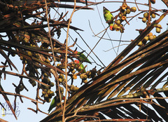 Geoffroyus geoffroyi