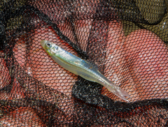 Atheriniformes