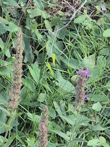 purple loosestrife