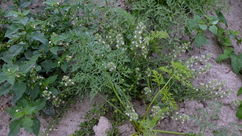 Reseda phyteuma; photograph author not stated, no rights reserved