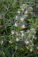 Reseda phyteuma