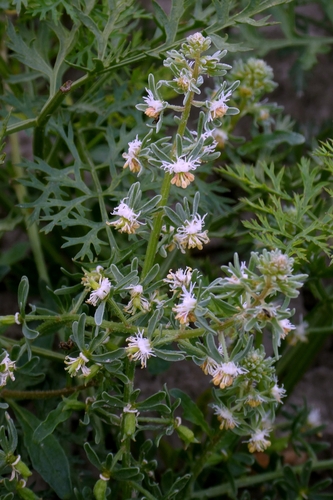 Reseda phyteuma, photograph 2