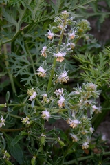 author not stated, no rights reserved Reseda phyteuma, photograph author not stated, no rights reserved